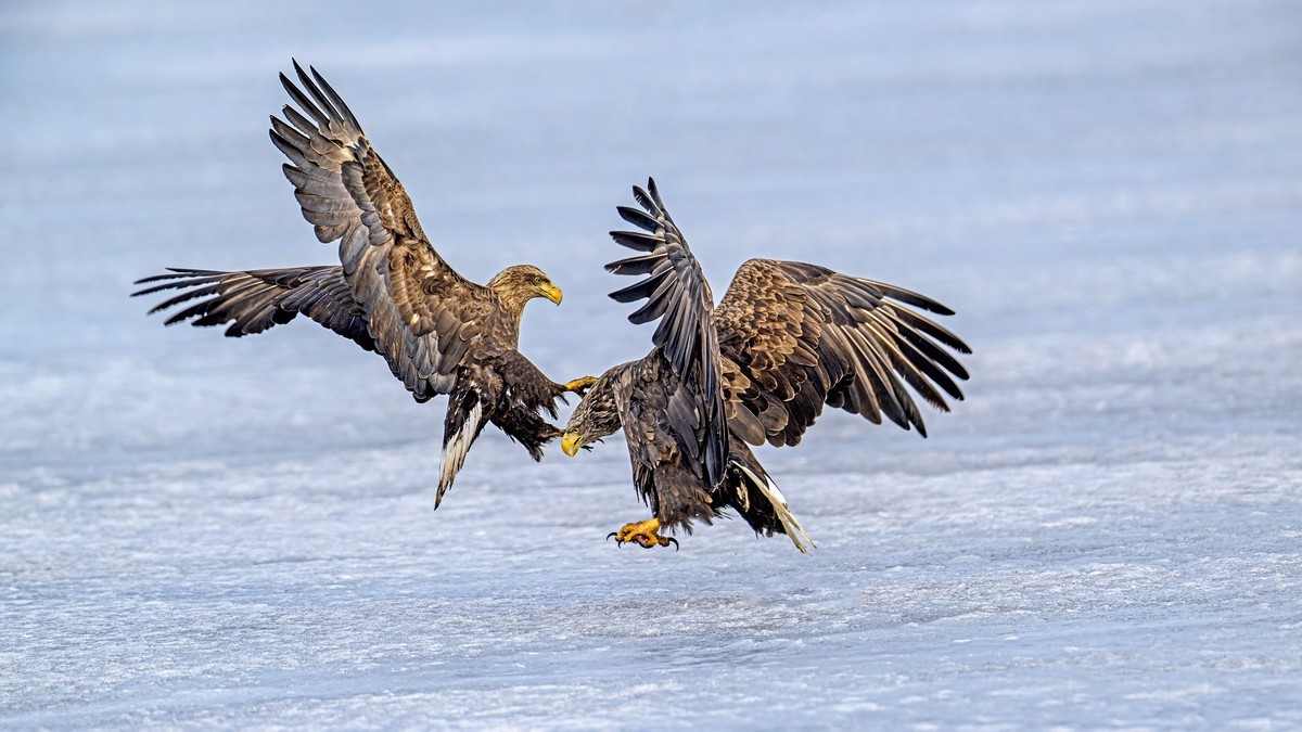 白尾海雕自相争斗
