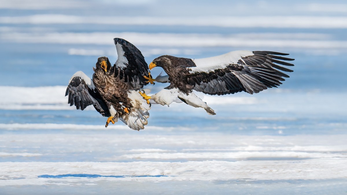 白尾海雕自相争斗