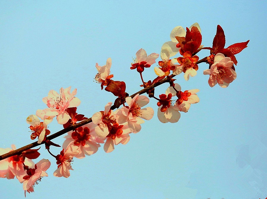 【不老松：纪实摄影】紫叶李花！