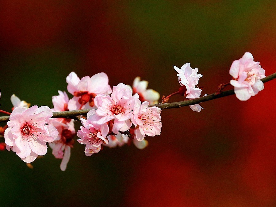 【不老松：纪实摄影】紫叶李花！