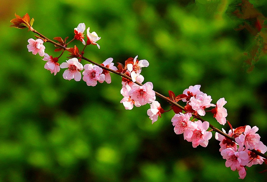 【不老松：纪实摄影】紫叶李花！