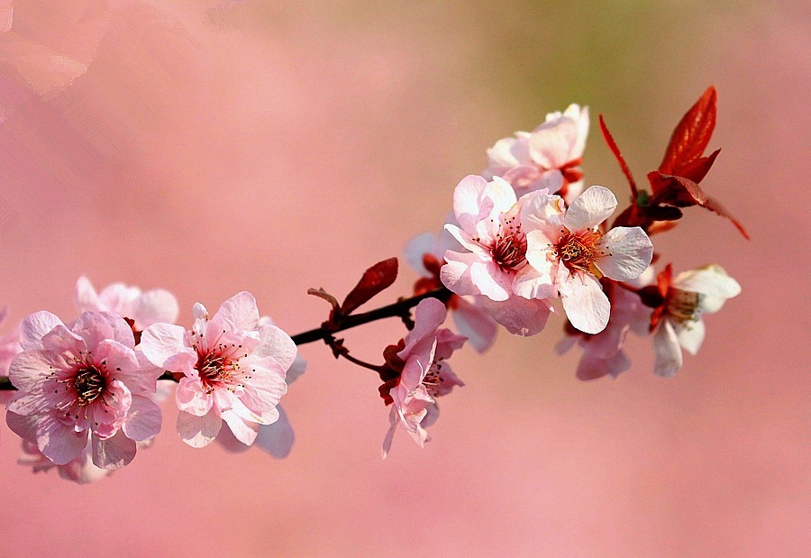 【不老松：纪实摄影】紫叶李花！