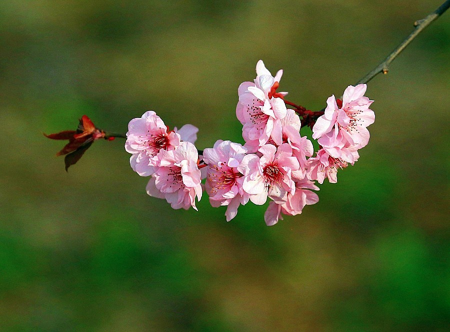 【不老松：纪实摄影】紫叶李花！
