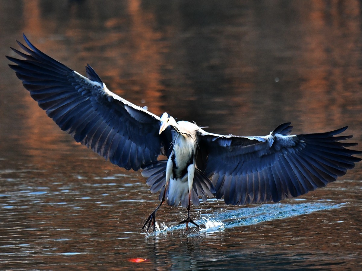 【视觉光影】明 湖 苍 鹭 （15）