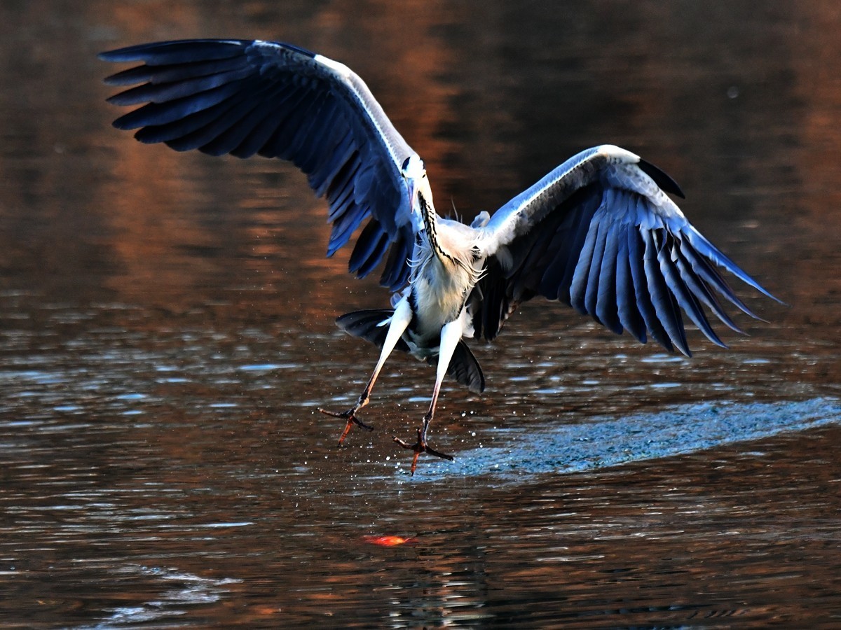 【视觉光影】明 湖 苍 鹭 （15）