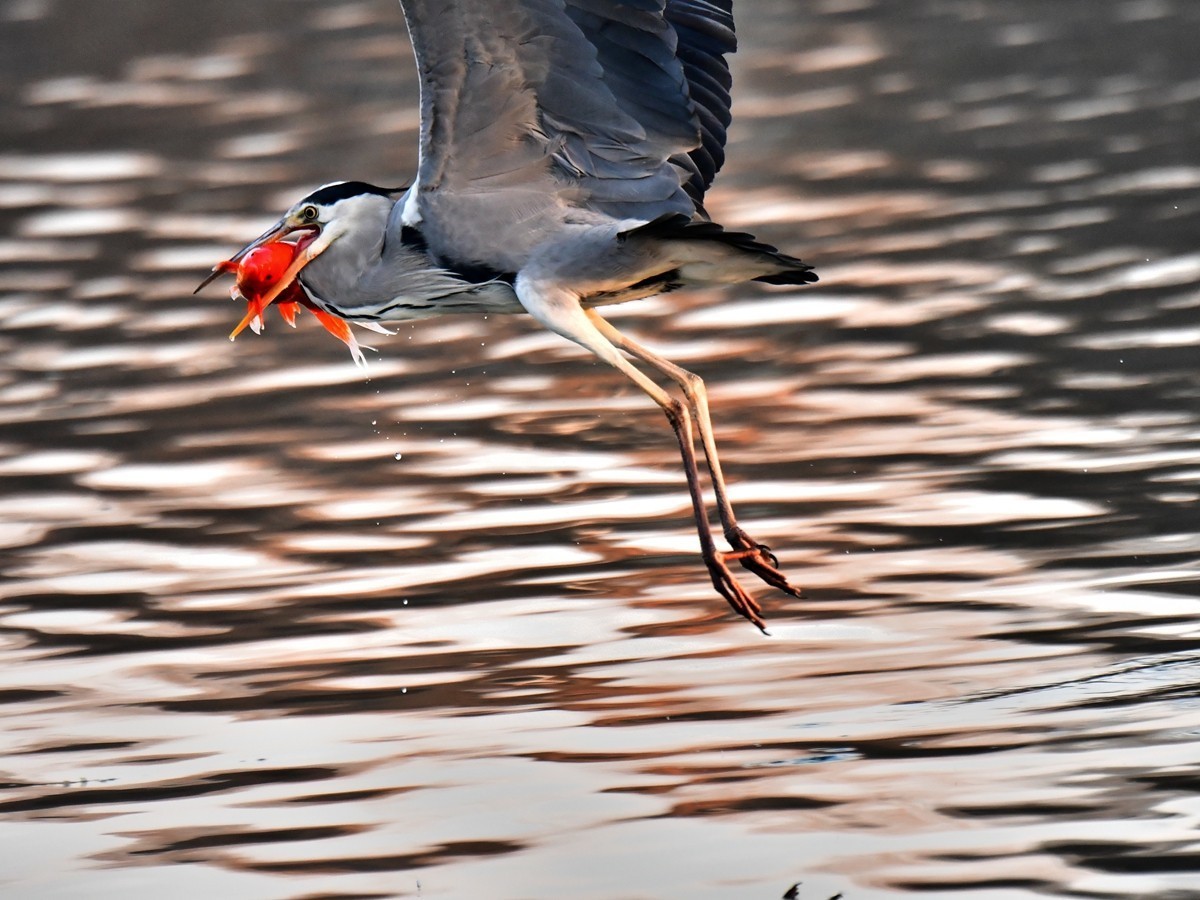 【视觉光影】明 湖 苍 鹭 （15）