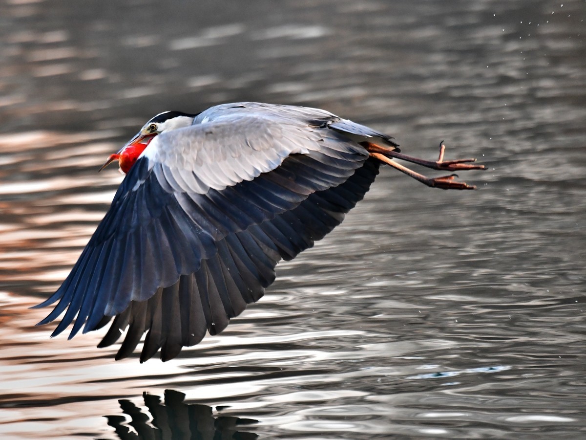 【视觉光影】明 湖 苍 鹭 （15）