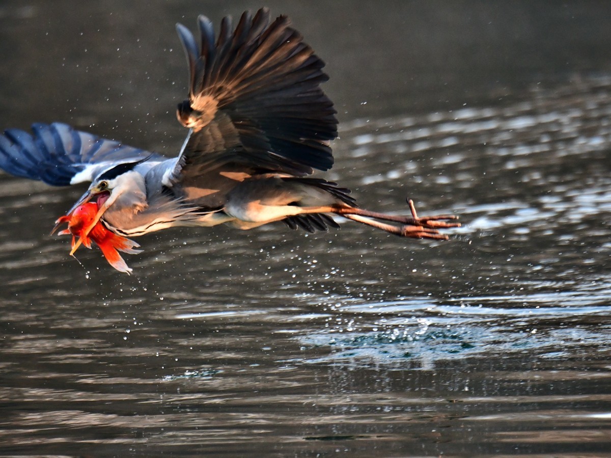 【视觉光影】明 湖 苍 鹭 （15）