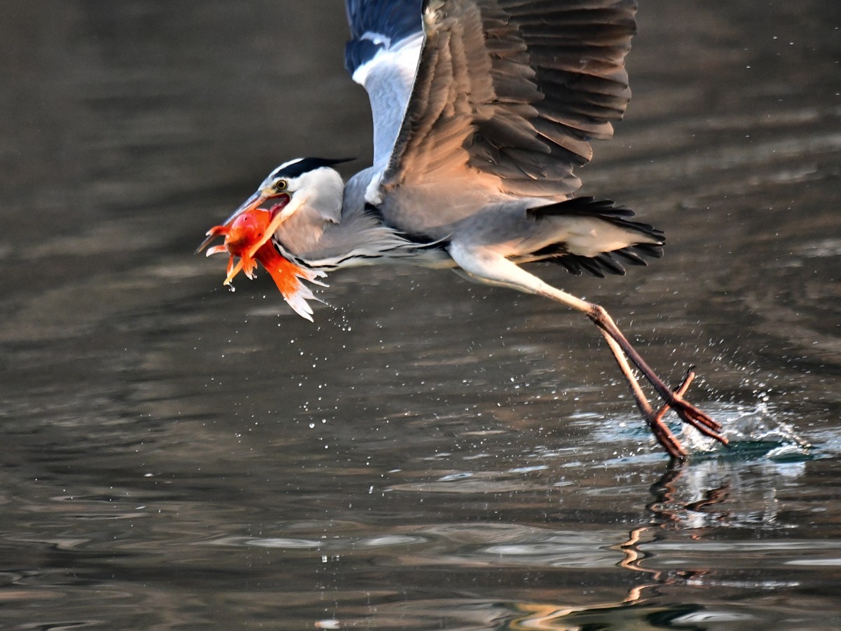 【视觉光影】明 湖 苍 鹭 （15）
