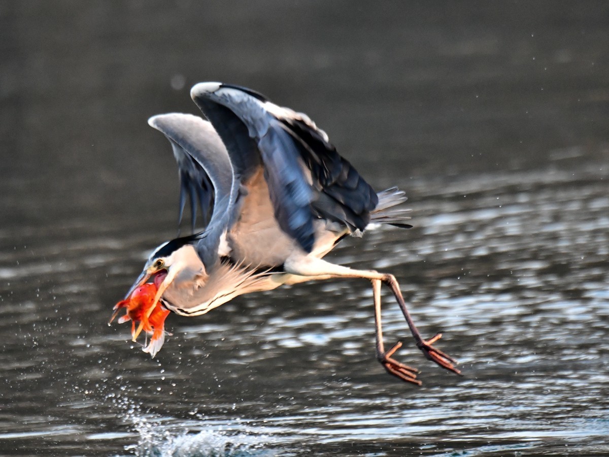 【视觉光影】明 湖 苍 鹭 （15）