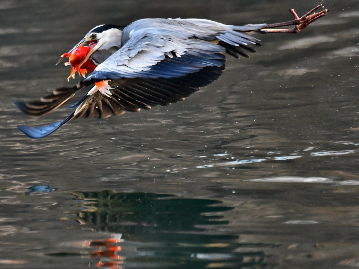 【视觉光影】明 湖 苍 鹭 （15）