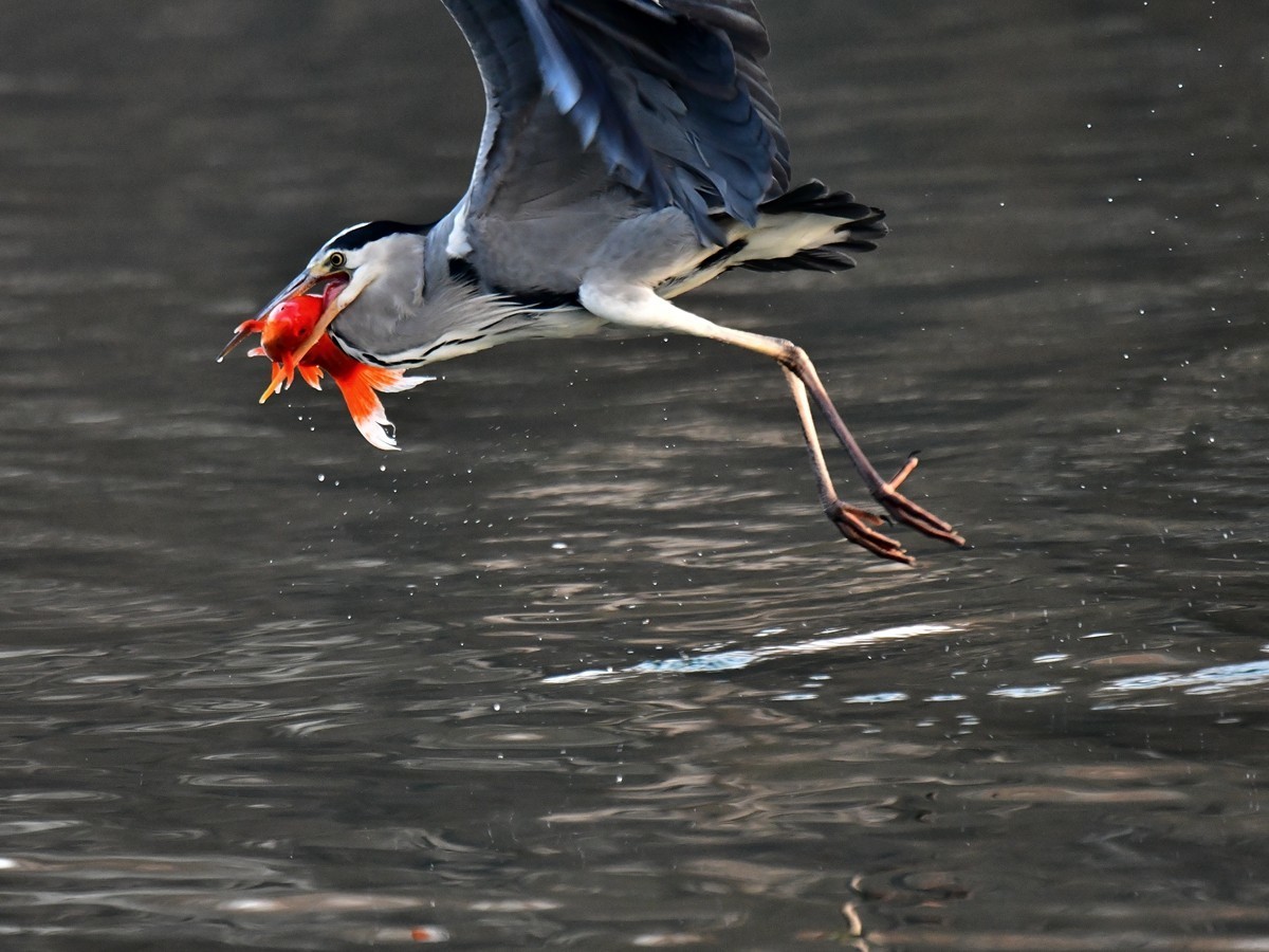 【视觉光影】明 湖 苍 鹭 （15）