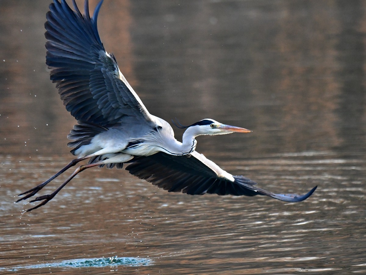 【视觉光影】明 湖 苍 鹭 （15）