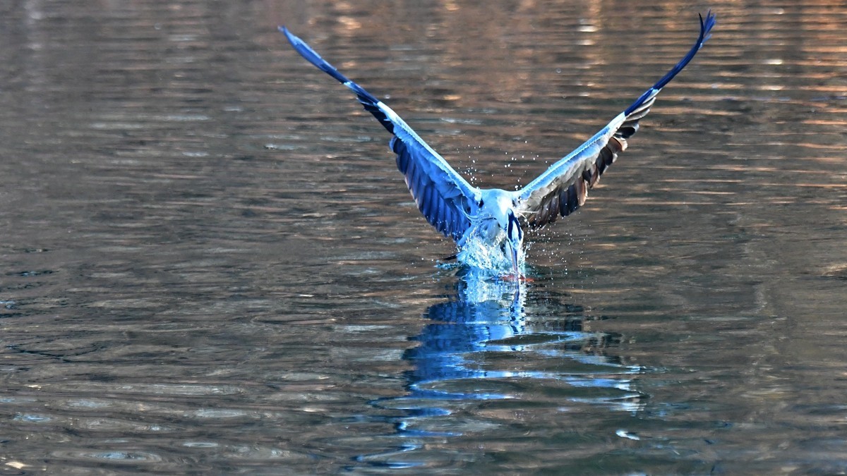 【视觉光影】明 湖 苍 鹭 （15）