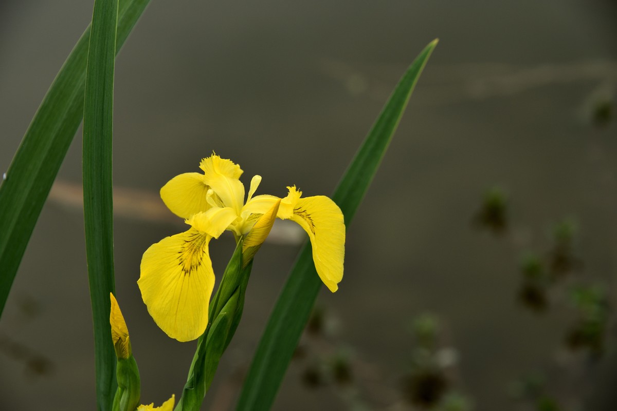 2025花卉植物赏析——鸢尾花