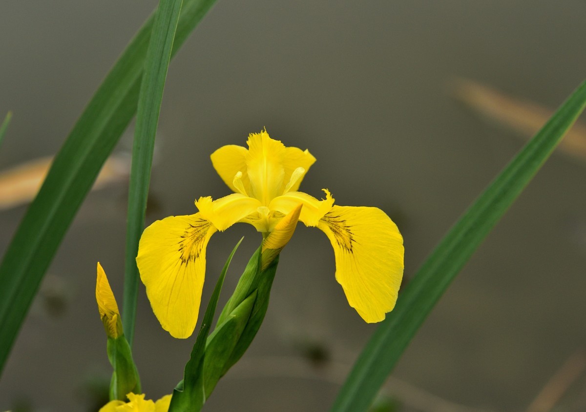 2025花卉植物赏析——鸢尾花
