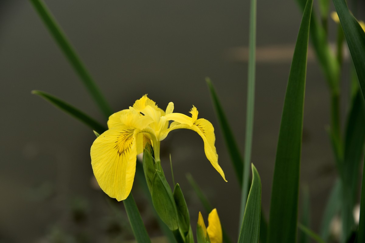2025花卉植物赏析——鸢尾花