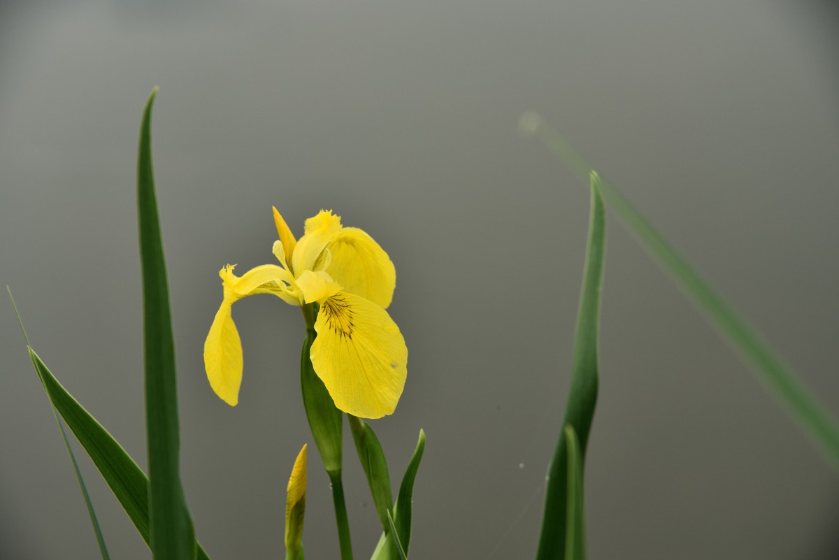 2025花卉植物赏析——鸢尾花