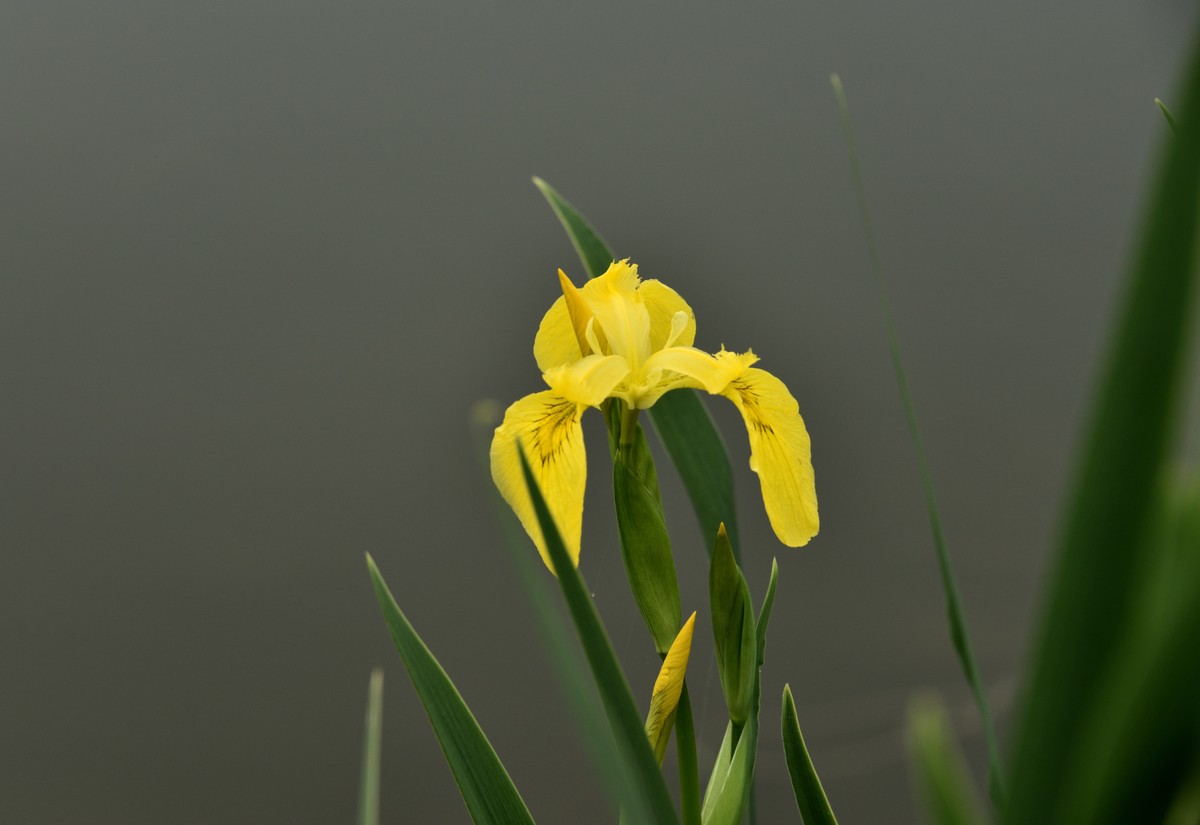2025花卉植物赏析——鸢尾花