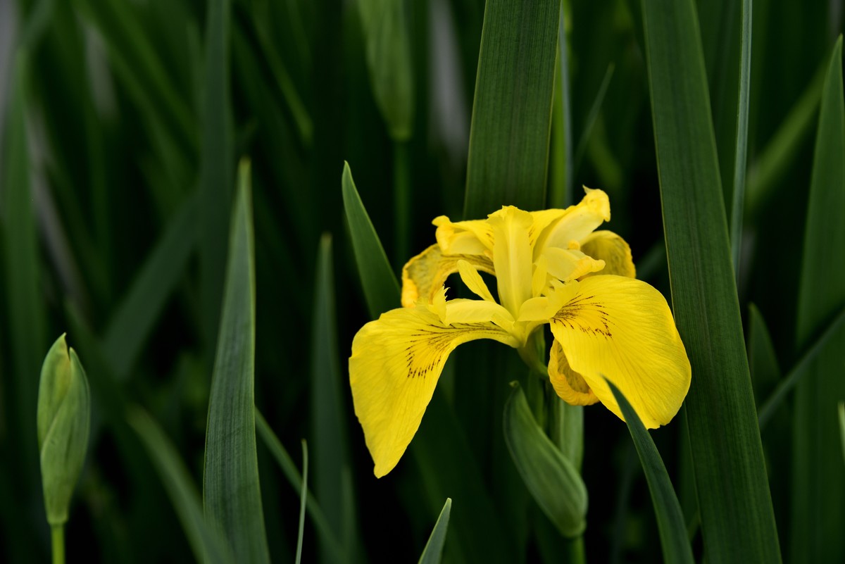 2025花卉植物赏析——鸢尾花