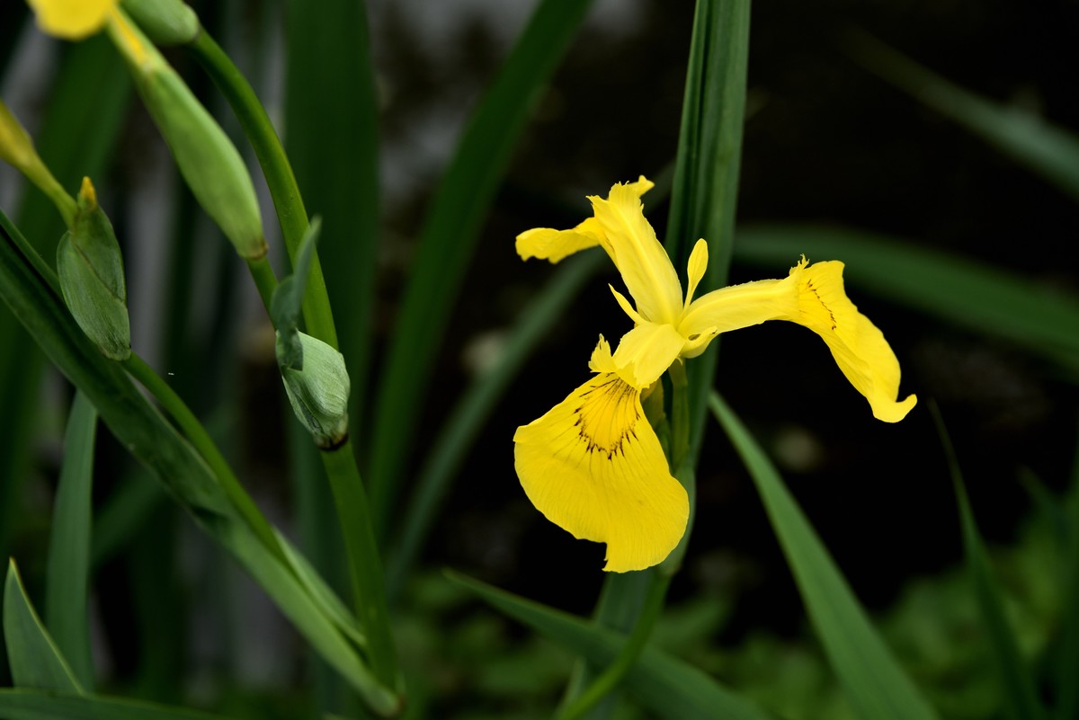 2025花卉植物赏析——鸢尾花