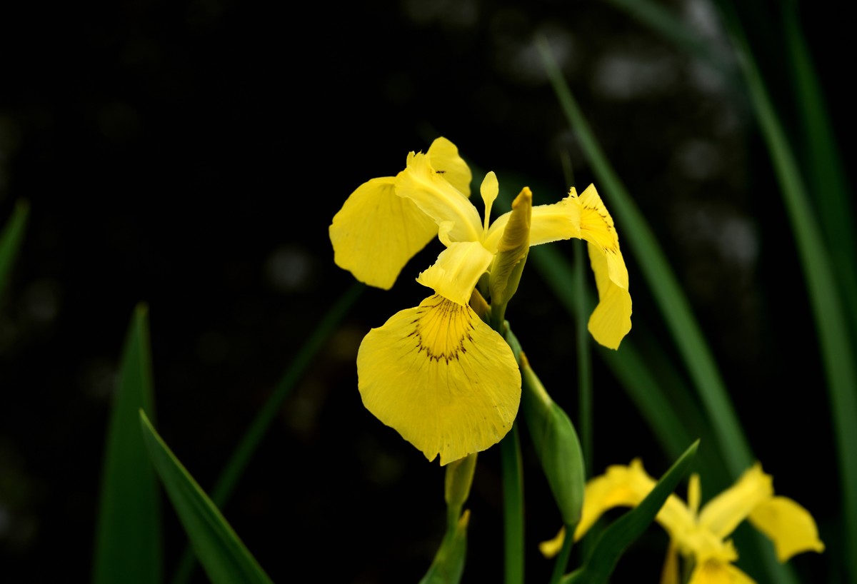 2025花卉植物赏析——鸢尾花