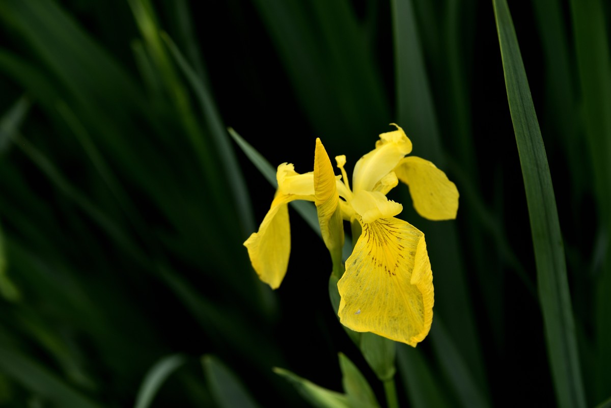 2025花卉植物赏析——鸢尾花