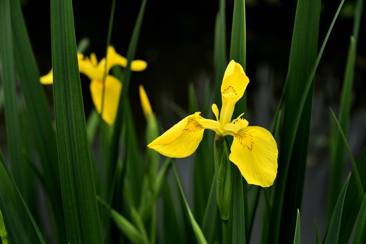 2025花卉植物赏析——鸢尾花