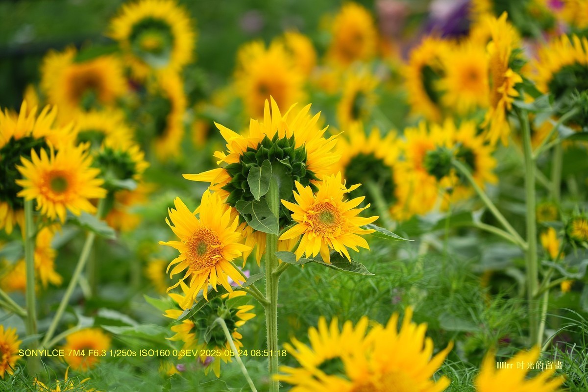 盛开的向日葵