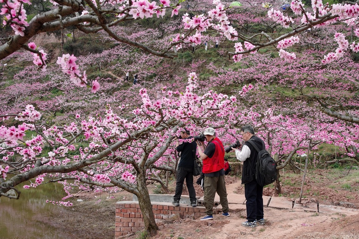 春日探访成都龙泉桃花沟【5】