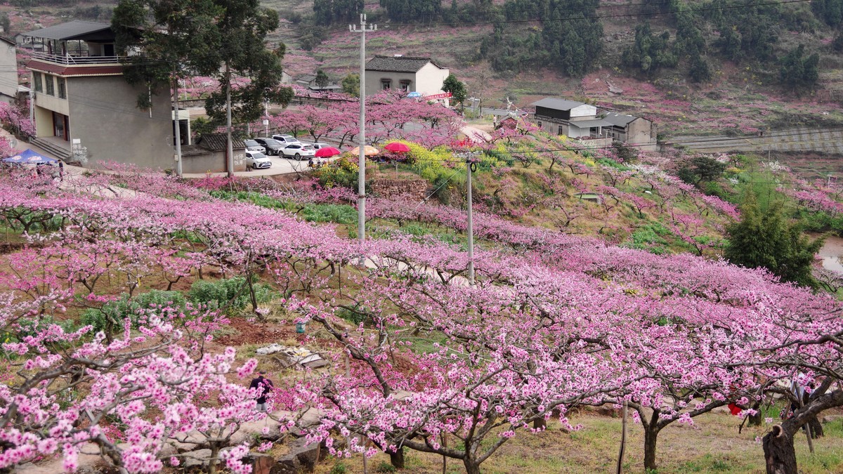 春日探访成都龙泉桃花沟【5】
