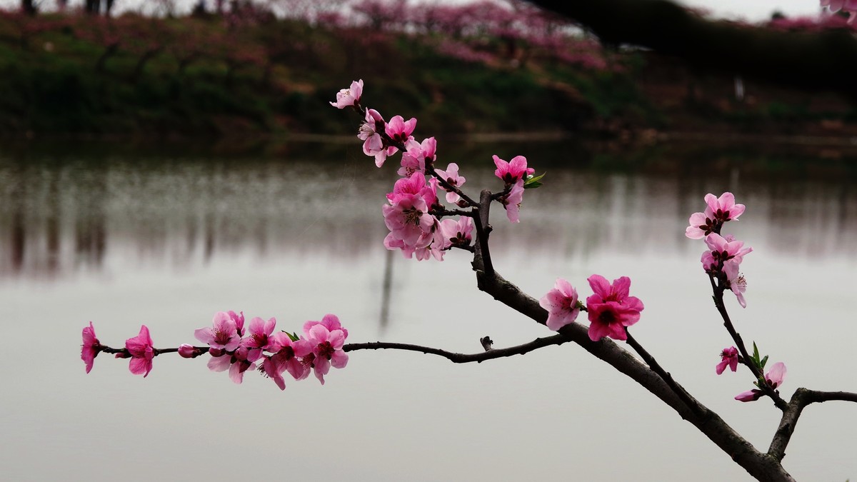 春日探访成都龙泉桃花沟【5】