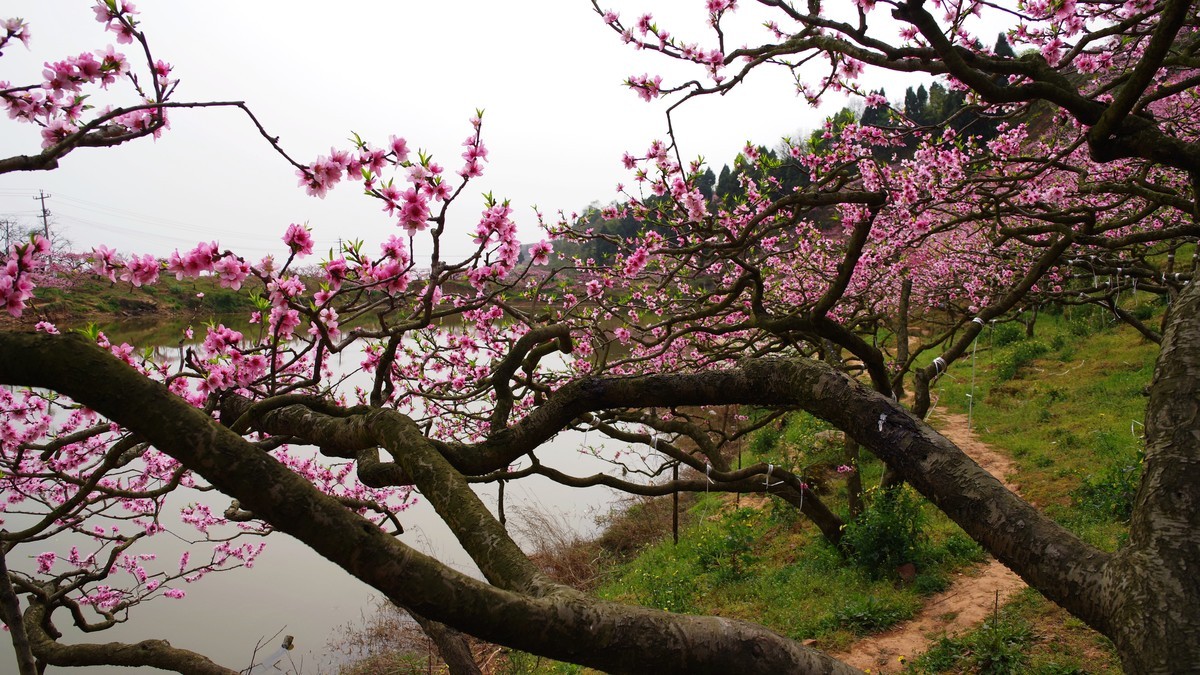 春日探访成都龙泉桃花沟【5】