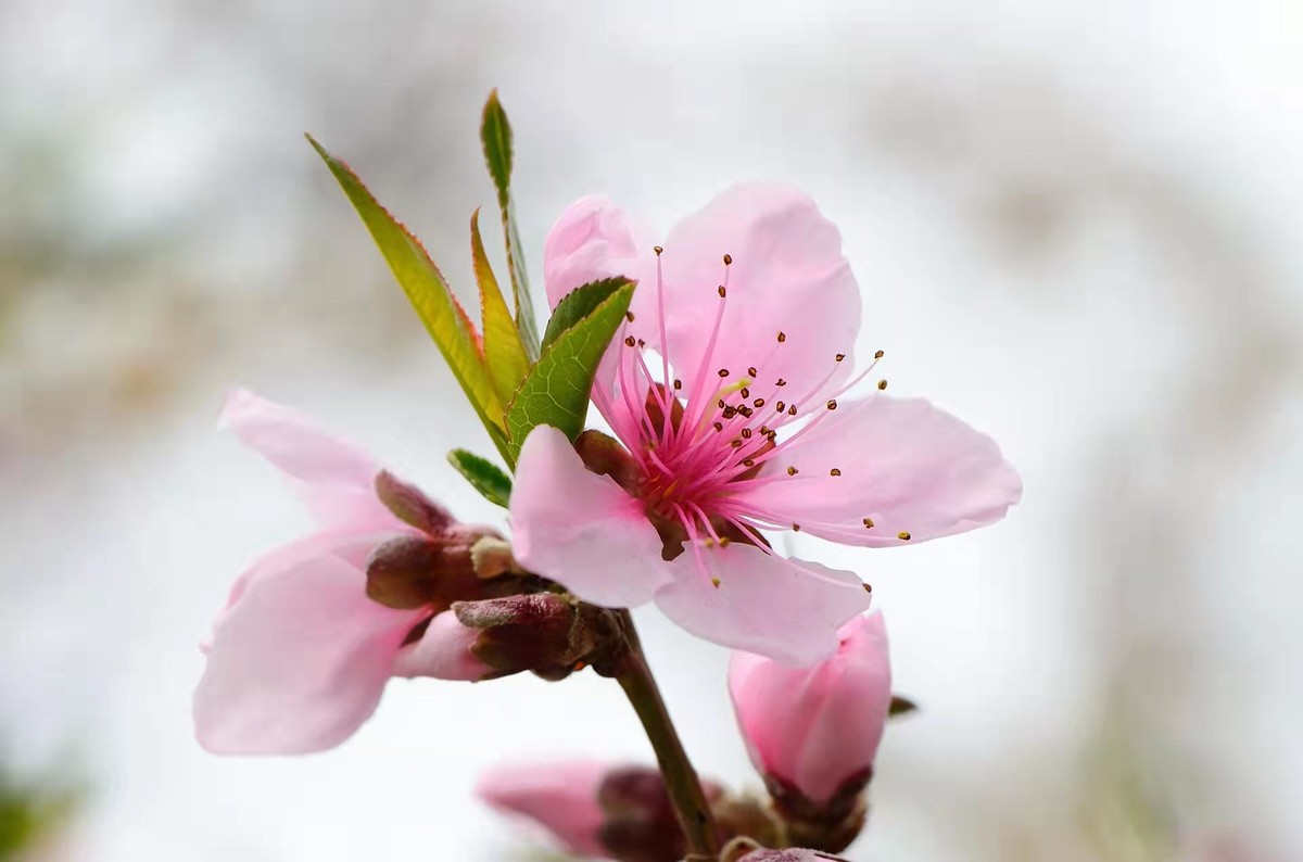 战胜疫情 不负春光