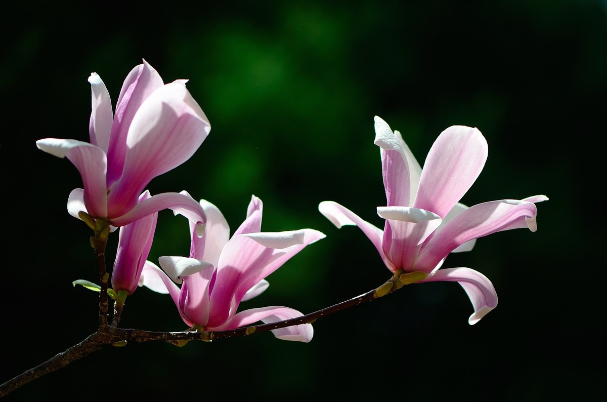 战胜疫情 不负春光