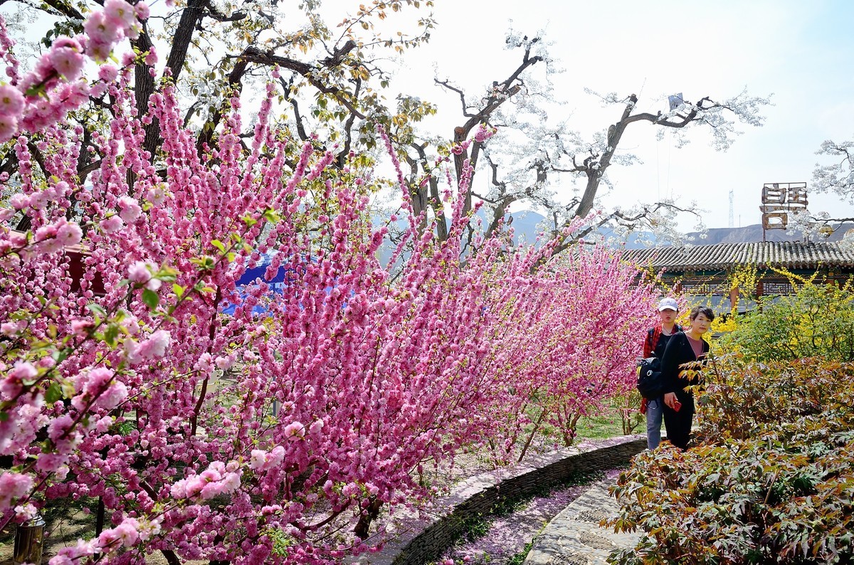 战胜疫情 不负春光