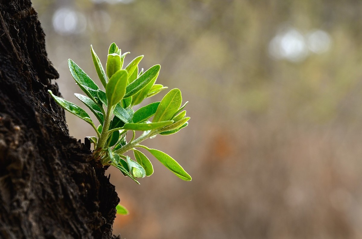 战胜疫情 不负春光