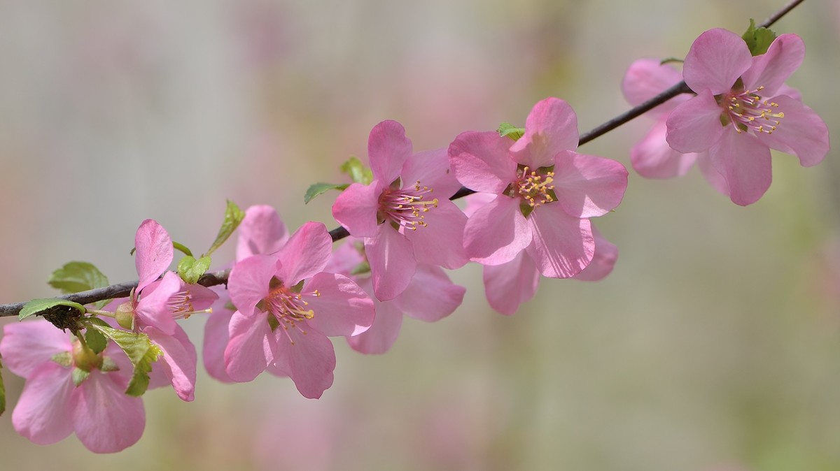 战胜疫情 不负春光