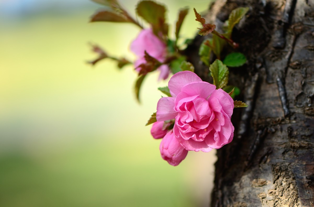 战胜疫情 不负春光