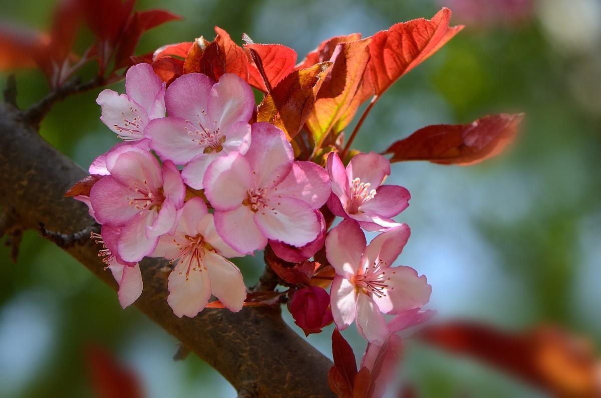 战胜疫情 不负春光