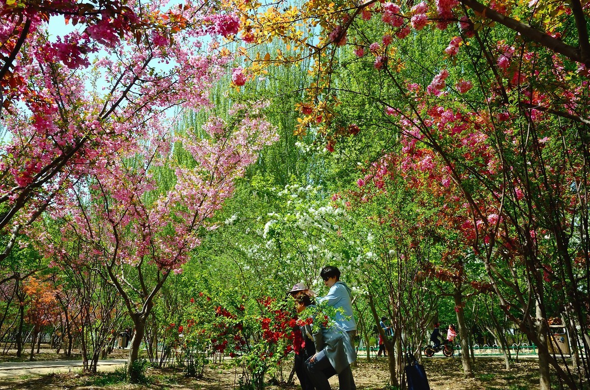战胜疫情 不负春光