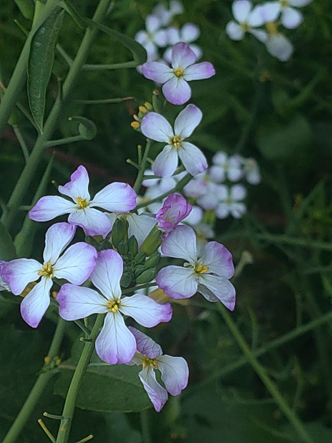 花卉系列【4170】