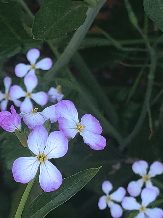 花卉系列【4170】