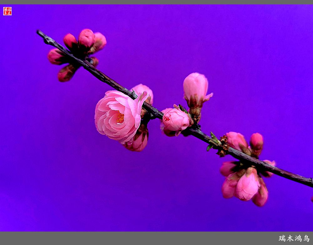 【2023之花季】迎春花开报春来