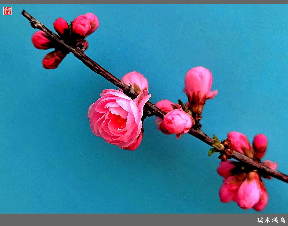 【2023之花季】迎春花开报春来