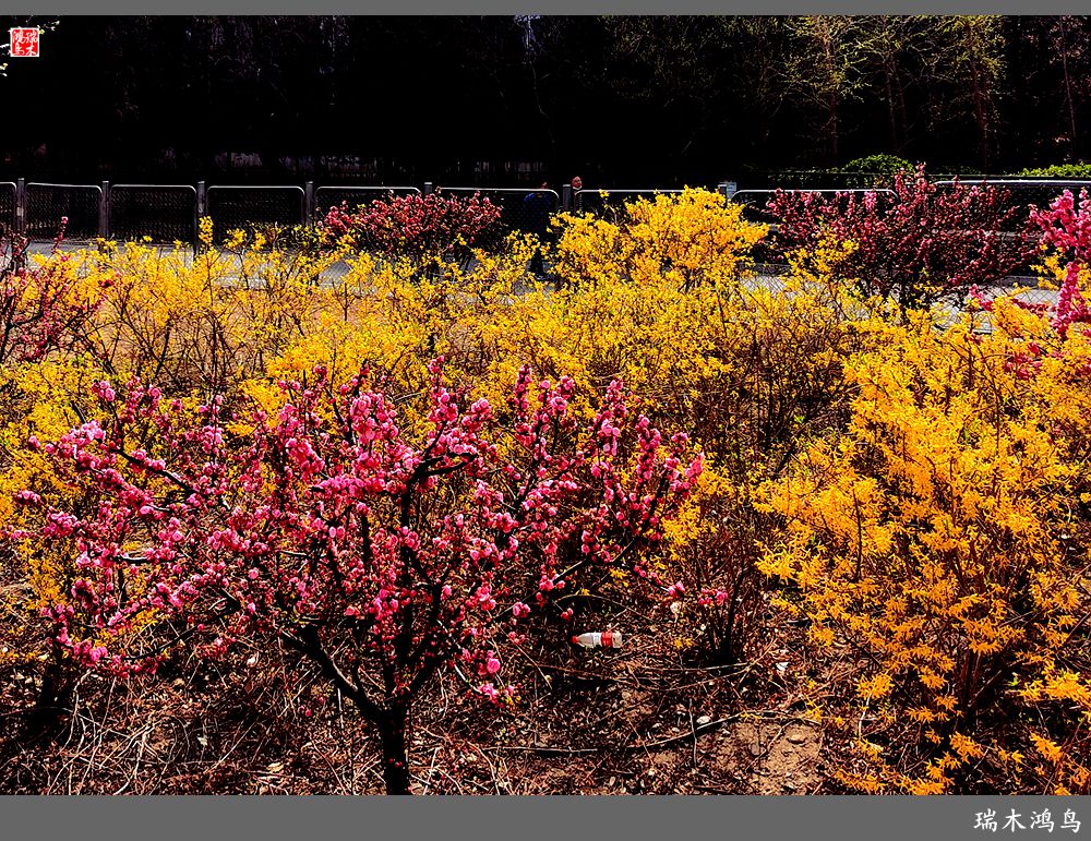 【2023之花季】迎春花开报春来