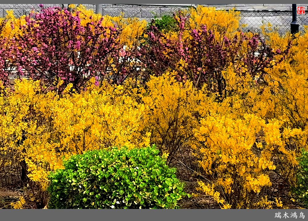 【2023之花季】迎春花开报春来