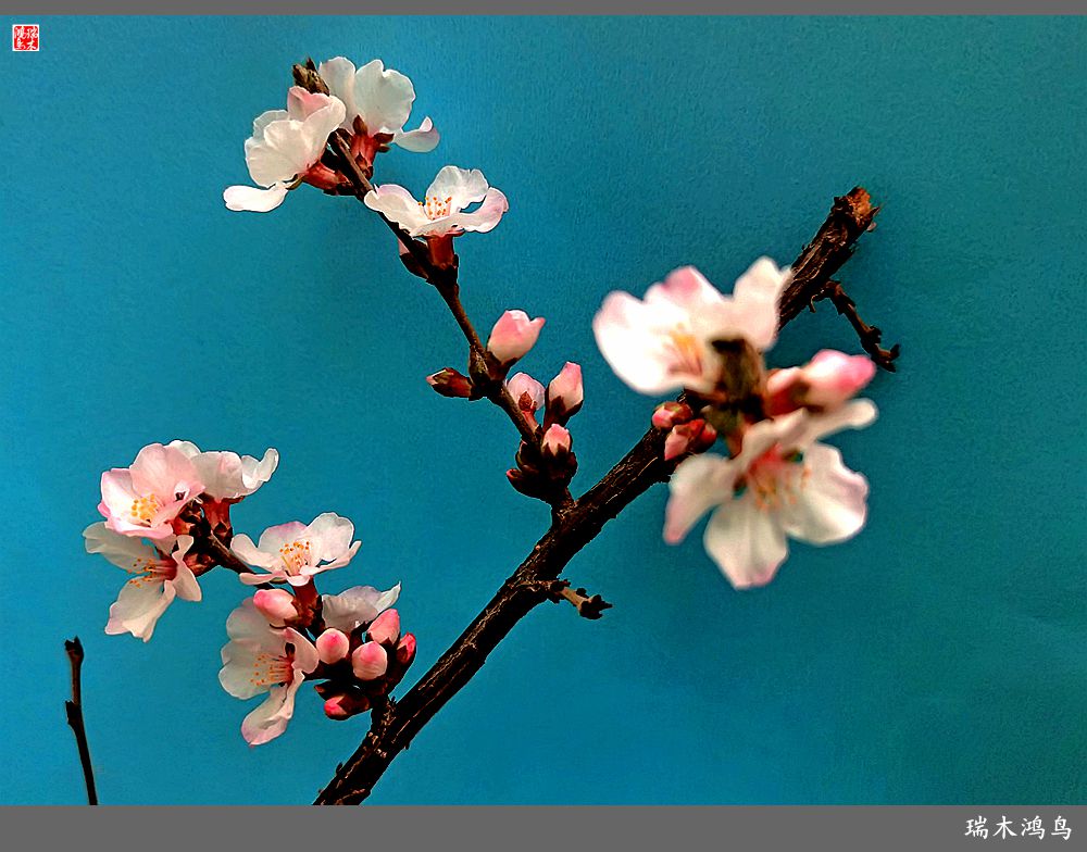 【2023之花季】迎春花开报春来