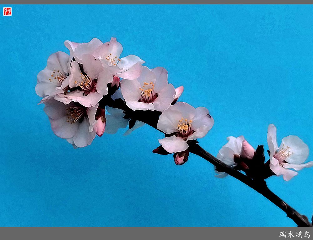 【2023之花季】迎春花开报春来