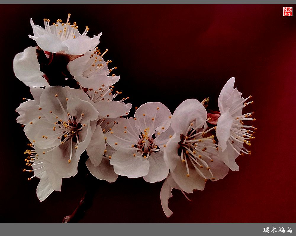 【2023之花季】迎春花开报春来